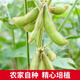 博多客江蘇本地農家新鮮帶殼毛豆夾 大青豆嫩毛豆 時(shí)令蔬菜現摘順豐 1斤