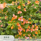 塔莎的花園三角梅盆栽帶花苗四季開(kāi)花卉老樁紫紅綠櫻室內陽(yáng)臺植物 三角梅變色龍160 帶盆栽好