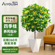 愛(ài)優(yōu)尚四季桂花盆栽室內開(kāi)花室外陽(yáng)臺庭院好養濃香花卉月桂樹(shù)苗源頭直發(fā)