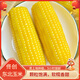 佟創(chuàng) 東北黃糯玉米新鮮糯甜玉米棒 代餐輕食真空包裝玉米生鮮 東北黃糯玉米160g*10棒