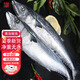 頤菁澤青島大鲅魚整條 馬鮫魚新鮮冷凍 燕鲅魚 生鮮 魚類禮盒 6斤以上整條