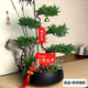 Only you【兩小時(shí)達(dá)】五層塔松盆栽青松綠植喬遷開(kāi)業(yè)禮物松樹(shù)盆景室內(nèi)植物 松鶴延年【精致造景五層塔松盆景】祝壽送禮推薦