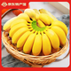 小博農(nóng)場廣西小米蕉 芭蕉 新鮮水果 小香蕉 當(dāng)季應(yīng)季水果 青色香蕉 需催熟 凈重4.5-5斤【老樹精選果】