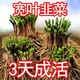 根苗寬葉四季頭茬紫根現(xiàn)紫根根大葉室內(nèi)耐寒陽臺蔬菜盆栽庭院 紫韭菜粗根50棵[澆水瘋長]當(dāng)