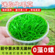魚缸水草莫斯無菌杯前中景迷你牛毛矮珍珠血心蘭水草植物直接入缸 迷你牛毛草1杯【前景】