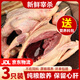 百味殿乳鴿新鮮宰殺正宗三年老鴿子保留心肝冷凍農(nóng)家散養(yǎng)滋補土鴿子湯 散養(yǎng)乳鴿凈重300g*3只（含料包