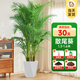 臨雅客廳大綠植天堂鳥發(fā)財樹綠蘿柱室內(nèi)凈化空氣植物落地大盆栽花卉 散尾葵1.3-1.6米+菱形盆