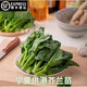 桃西村寧夏供港芥蘭新鮮蔬菜中花芥蘭小芥蘭品質(zhì)保證芥蘭苗食用粵菜食材 500g