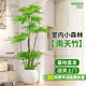 花行榜大型綠植客廳室內盆栽花卉南天竹6-8分支1.3-1.5m圓球盆源頭直發(fā)