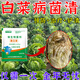 白菜病菌清專用藥大白菜防爛心爛根莖腐病軟腐病專用藥微生物菌劑 白菜百菌清【8袋】大面積專用