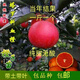 四季可種一斤一個血橙純甜橙子嫁接樹苗盆栽地栽純甜無酸全國種植 血橙 二年苗1顆（成活好）