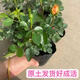 多頭月季花苗盆栽 果汁陽臺小苗10-15公分