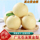 桃西村廣元蒼溪黃金梨【老品種】四川特產(chǎn)黃皮翠冠梨黃金梨子新鮮水果 9斤 精選超大果【單果350g+】