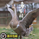 特產(chǎn)清遠(yuǎn)走地黑棕鵝馬崗鵝新鮮鵝肉整只大老鵝農(nóng)家散養(yǎng)烏鬃鵝燒鵝專用 5-5.5斤代全雜（活鵝7斤左右）