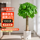 植男植女發(fā)財(cái)樹盆栽客廳室內(nèi)大型綠植物辦公室好養(yǎng)綠植開業(yè)招財(cái)樹源頭直發(fā)