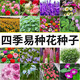 德沃多種子鳳仙花30粒*5袋草籽花種子花卉四季播種陽(yáng)臺盆栽種植花籽大全