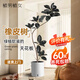 植男植女橡皮樹大型盆栽綠植造型室內(nèi)辦公室客廳大盆栽黑金剛源頭直發(fā)