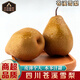 南步四川蒼溪大雪梨 黃金梨廣元特產(chǎn)稱坨梨施家梨黃皮梨麻皮新鮮水果 9斤 精選果王【6枚裝】