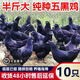 純種五黑雞苗批發(fā)一斤半斤青年五黑一綠雞苗散養(yǎng)五黑雞脫溫苗包活 4-6兩重五黑雞苗  10只【3公7母】
