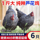 正宗黑蘆花雞活苗半斤一斤汶上蘆花雞脫溫苗綠殼蛋小雞活苗包活 0.8-1斤黑蘆花雞苗  6只【1公5母】