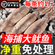 蟹君寶魷魚(yú)鮮活冷凍新鮮超大魷魚(yú)尤魚(yú)整只海捕船凍燒烤鐵板商用海鮮水產(chǎn) 整條魷魚(yú)3斤裝（凈重無(wú)冰）
