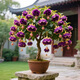 倒掛金鐘盆栽四季開(kāi)花耐寒耐熱南北方種植盆栽樹(shù)苗陽(yáng)臺花卉 H3倒掛金鐘盆栽花卉 7年老樁/開(kāi)花大量
