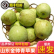 山東金帥青蘋(píng)果金帥蘋(píng)果麻點(diǎn)蘋(píng)果現摘現發(fā)蘋(píng)果酸甜脆 順豐 5斤 單果規格70-80mm