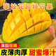 甜果源源 四川凱特芒 新鮮芒果熱帶應季水果果園樹(shù)上現摘芒果禮品整箱包郵 凈重8.5-9斤【超值實(shí)惠】 單果500-600g【大號果】