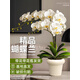 聽(tīng)雪樓蝴蝶蘭盆栽花劍蘭花卉苗室內客廳陽(yáng)臺綠植物全國多季好養活 珍珠白色系雙梗蝴蝶蘭【含冰淇淋陶瓷盆】