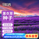 花沃里薰衣草種子1g約700?；ɑ芊N子家庭盆栽種籽陽臺(tái)/辦公室/庭院草籽