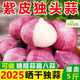 2025大蒜新鮮獨頭蒜干蒜精品紫皮大蒜糖醋臘八蒜蔬菜當季批發(fā) 【人工精選】大果3.0～3.5cm 5斤【帶箱】