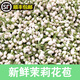 現摘茉莉花鮮花苞鮮切花手串手鏈新鮮可食用廣西橫縣茉莉包朵擺攤 半斤裝精選茉莉