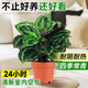 愛(ài)優(yōu)尚彩虹竹芋盆栽孔雀竹芋彩葉綠植物花卉室內夏天除甲醛好養源頭直發(fā)