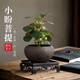 MPPMCK小盼菩提樹(shù)菩提帶果盆栽禪意桌面綠植好養室內植物辦公室花卉盆景 4-8果小盼菩提舍得紫砂盆底座