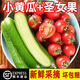 味小仙山東小番茄 千禧圣女果西紅柿水果新鮮蔬菜 5斤 （小黃瓜+圣女果/搭配裝）