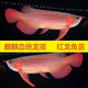 金龍魚血紅幼苗活魚古典辣椒大湖印尼紅龍魚苗藍(lán)底熱帶觀賞魚 麒麟血統(tǒng)紅龍魚苗2-3公分3條
