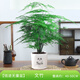 開時果 大文竹盆栽老樁精品植物 大棵文竹室內(nèi)大型綠植盆景源頭直發(fā)包郵 5年大文竹+錢途無量盆/約40-50cm