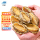 靈略靈略三去鮑魚肉 凈重300g 17-20只 鮮活加工 火鍋燒烤食材 生鮮