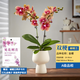 歐芽  蝴蝶蘭盆栽帶花劍蘭花大苗客廳室內(nèi)植物耐寒花卉好養(yǎng)活 雙梗帶花【金蝶+高腳盆】