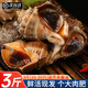 尚致【活鮮】大海螺鮮活海捕3斤海螺肉特大中號(hào)海螺生鮮貝類 中海螺 1500g （20-30只）