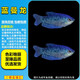曼龍魚(yú)熱帶觀(guān)賞魚(yú)黃曼龍藍曼龍五彩血珍珠馬甲球活體小型淡水魚(yú) 2cm藍曼龍苗5條
