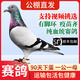 鴿子活一對公母原配信鴿公棚血統賽鴿種鴿活物觀(guān)賞鴿活體血統鴿 瓦灰 青年鴿【詹森血統】一對