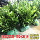 誼味正宗茶葉苗龍井茶綠茶苗鐵觀音茶苗白茶樹(shù)苗毛尖茶苗碧螺春茶苗 4年苗白茶
