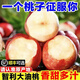 智利進口油桃駁李應(yīng)當(dāng)季新鮮5斤脆甜桃子水蜜桃孕婦水果整箱包郵C 3斤小果【單果80g】