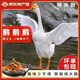 緣琳山 大別山土鵝  正宗農家老鵝土鵝新鮮冷運 【高性?xún)r(jià)比】土鵝5斤左右