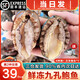 海澤鮮 【2件7.5】鮮凍九孔大鮑魚(yú)400g約8頭 生鮮貝類(lèi)深海九孔鮑魚(yú)仔 鮑魚(yú)8-10頭 凈重400克