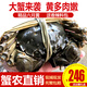 【活蟹】陽澄小斌大閘蟹 鮮活精挑特大螃蟹公蟹母蟹生鮮水產(chǎn)禮盒 精品六月黃3.0-3.3兩 八只禮盒裝