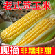 博多客新鮮老式笨玉米苞米棒子非甜非糯現采摘帶皮生老玉米農家自種順豐 3斤 帶皮發(fā)貨