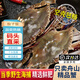 梭子蟹鮮活特大野生舟山大螃蟹海鮮新鮮冷凍海蟹水產(chǎn)飛蟹白蟹 【嘗鮮款】3-5兩/只 凈重3斤