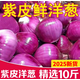 卉雙新鮮紫皮洋蔥10斤現(xiàn)挖圓蔥頭蔬菜紅皮圓洋蔥頭生吃水果農(nóng)家自種 洋蔥 帶箱9-10斤